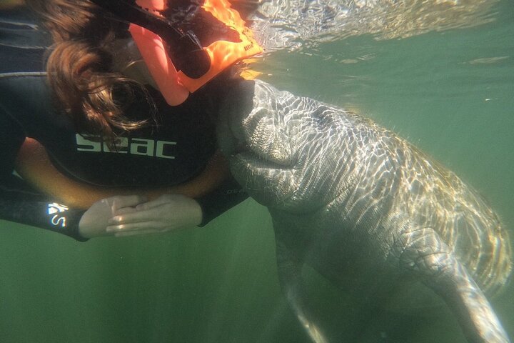 Klassische Crystal River Manatee Schwimmtour mit kostenlosen Fotos