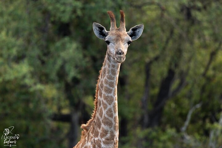 Safari de medio día en Kruger desde Malelane, Marloth Park & Komatipoort