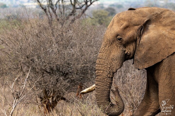 Safari de medio día en Kruger desde Malelane, Marloth Park & Komatipoort
