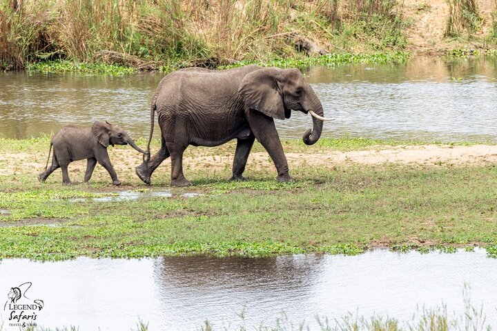 Safari de medio día en Kruger desde Malelane, Marloth Park & Komatipoort