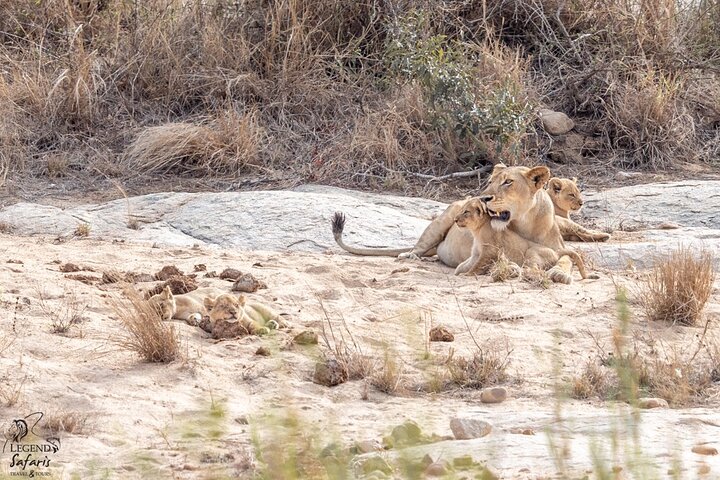 Safari de medio día en Kruger desde Malelane, Marloth Park & Komatipoort