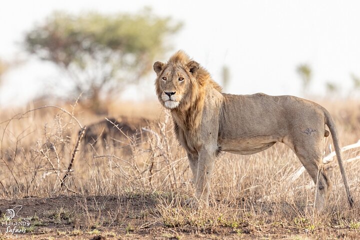 Safari de medio día en Kruger desde Malelane, Marloth Park & Komatipoort