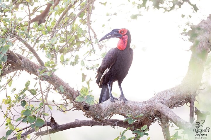 Safari de medio día en Kruger desde Malelane, Marloth Park & Komatipoort