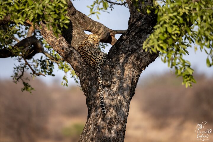 Safari de medio día en Kruger desde Malelane, Marloth Park & Komatipoort