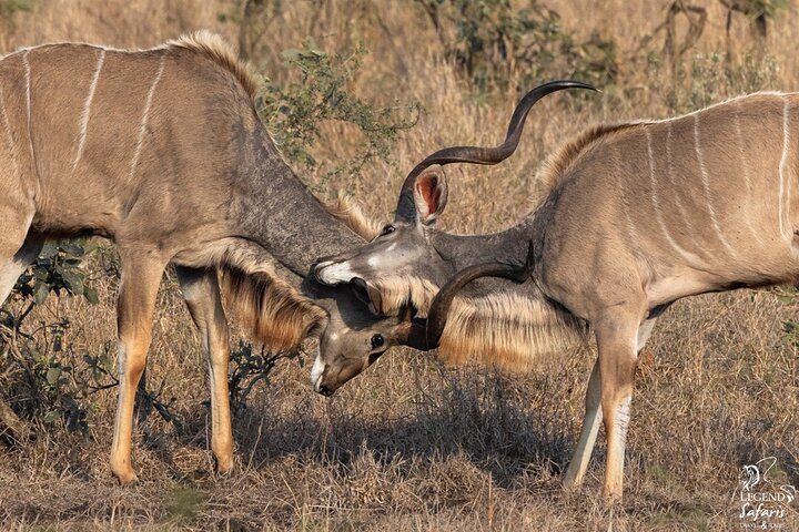 Safari Kruger d'une journée au départ de Malelane Marloth Park & Komatipoort