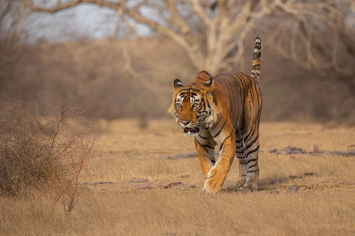 Day Trip from Jaipur to Ranthambore Safari