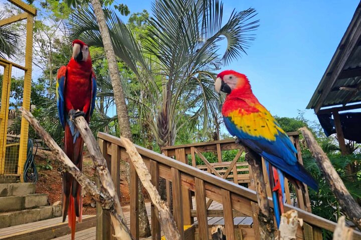 Roatan Jungle Top Zip Line, Wildlife Eco-Park and Snorkel