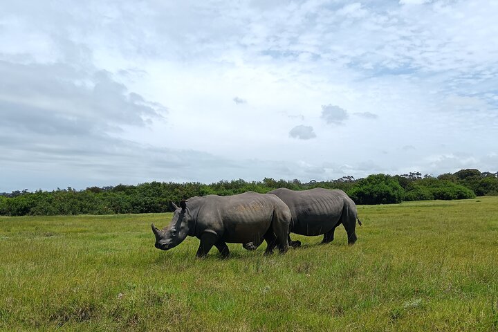 Passeio guiado pelo Kragga Kamma Game Park Safari em Port Elizabeth