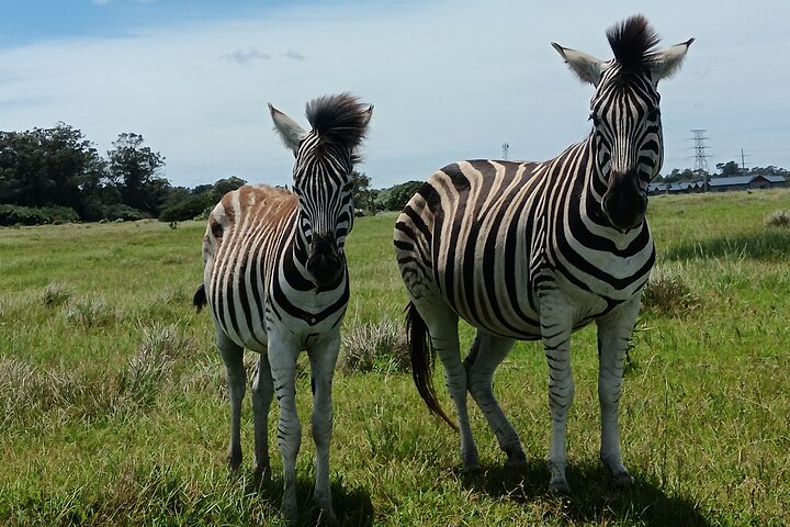 Passeio guiado pelo Kragga Kamma Game Park Safari em Port Elizabeth