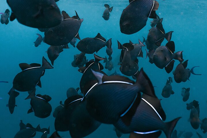 Dagsutflykt till Nusa Penida Snorkling och landstur