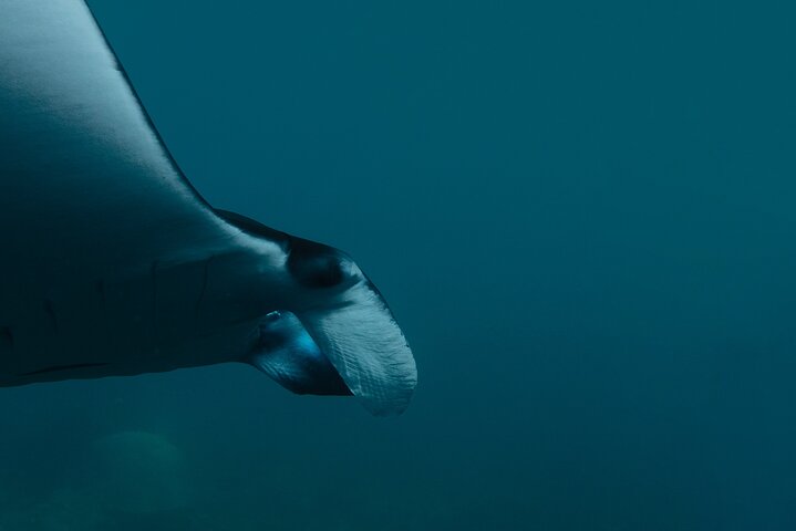 Dagsutflykt till Nusa Penida Snorkling och landstur