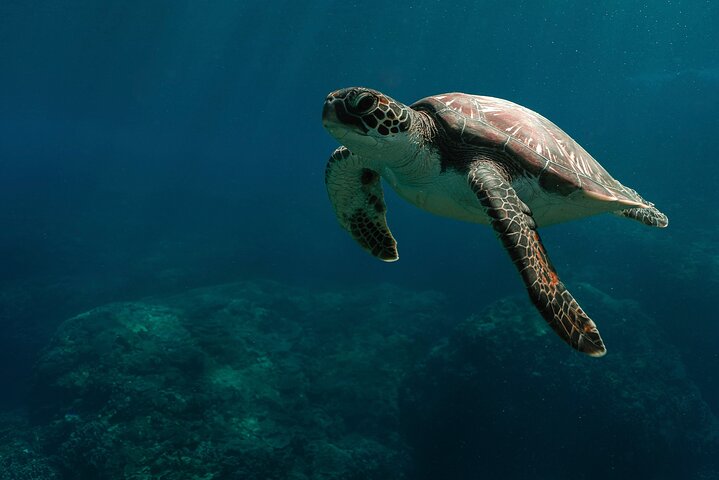 Dagsutflykt till Nusa Penida Snorkling och landstur