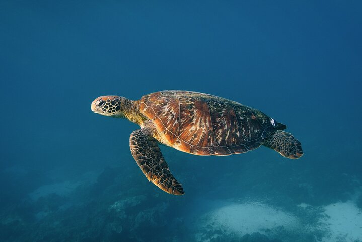 Dagsutflykt till Nusa Penida Snorkling och landstur