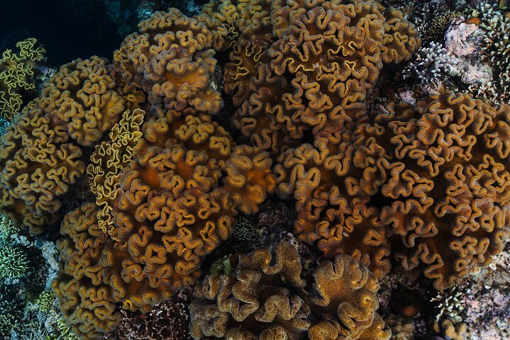 Dagsutflykt till Nusa Penida Snorkling och landstur