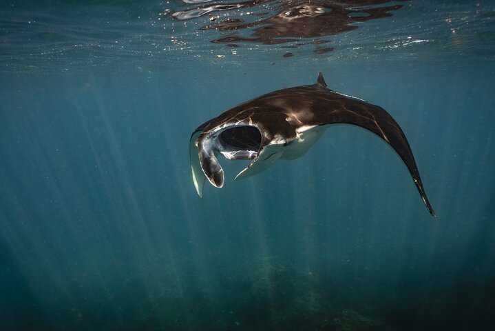 Dagsutflykt till Nusa Penida Snorkling och landstur