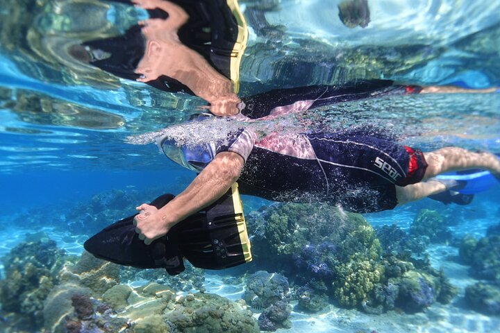 Sea Scooter Jet snorkling: svømme med skilpadder, stråler og haier