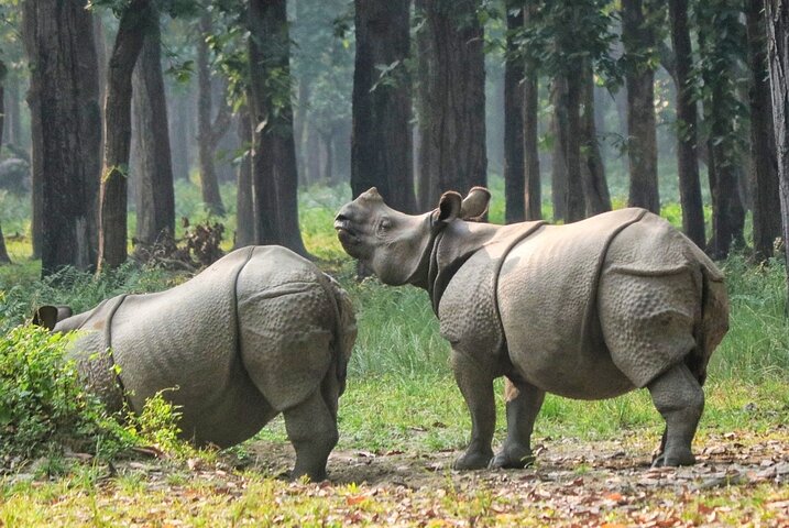 Jeep-Safari (Sharing, 4 - 5 Stunden) im Chitwan-Nationalpark.