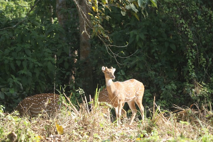 Jeep-Safari (Sharing, 4 - 5 Stunden) im Chitwan-Nationalpark.