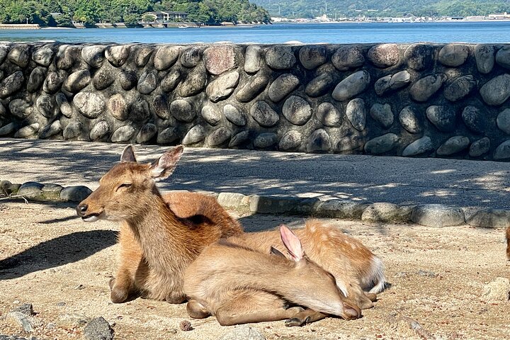 Private Miyajima : Itsukushima Shrine, Island Natur og lokal Guide