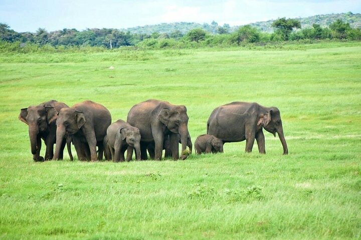 Sigiriya Hike & Minneriya Safari Privétour van een hele dag