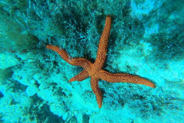 Costa Brava - Kajakken en snorkelen "Sea Caves" Tour