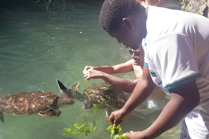 Aktiviteter i nærheden af Snorkeling Dolphin Aquarium Turtles Sunset Kendwa Beach