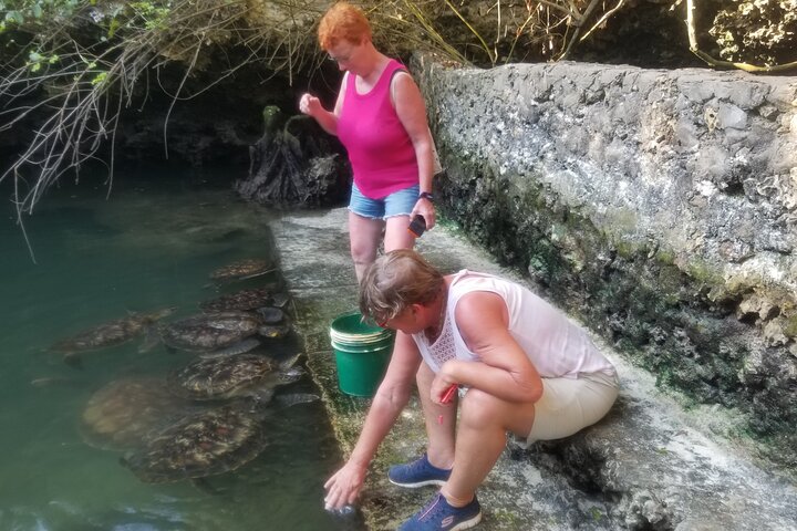 Aktiviteter i nærheden af Snorkeling Dolphin Aquarium Turtles Sunset Kendwa Beach