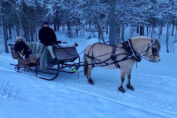 Paseo en trineo o carreta por el Ártico Campo