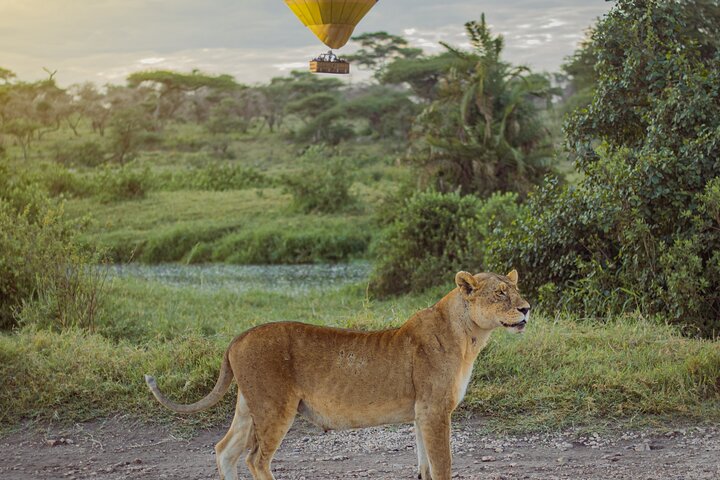 Safari en montgolfière et petit déjeuner dans le Serengeti - Miracle Experience