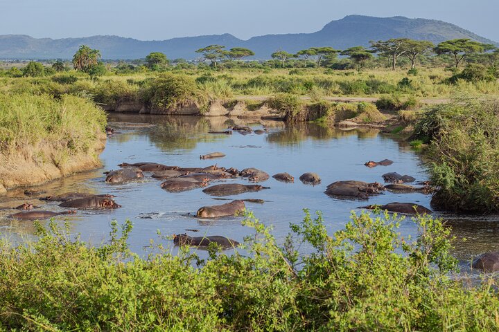 Safari en montgolfière et petit déjeuner dans le Serengeti - Miracle Experience