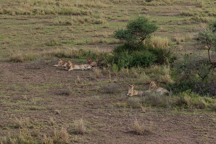 Safari en montgolfière et petit déjeuner dans le Serengeti - Miracle Experience