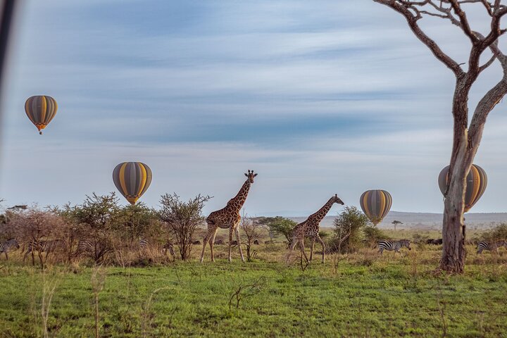 Safari en montgolfière et petit déjeuner dans le Serengeti - Miracle Experience