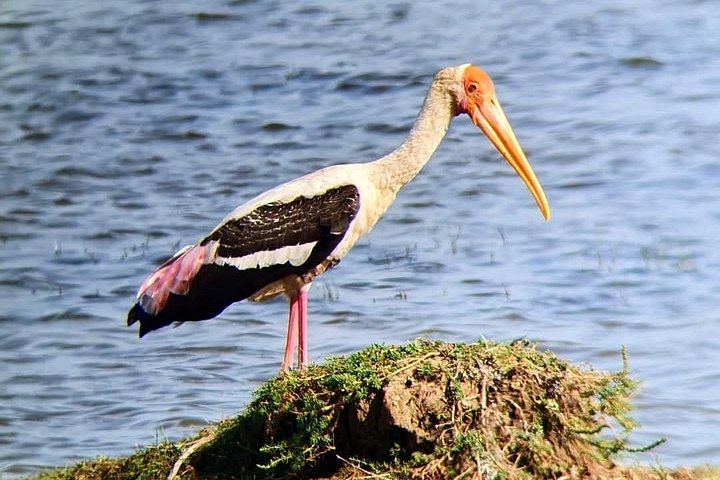 Excursões de Safari em Yala National Park a partir de Hambantota Port