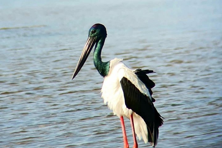 Excursões de Safari em Yala National Park a partir de Hambantota Port