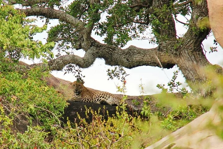 Excursões de Safari em Yala National Park a partir de Hambantota Port