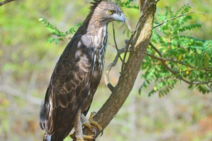 Excursões de Safari em Yala National Park a partir de Hambantota Port