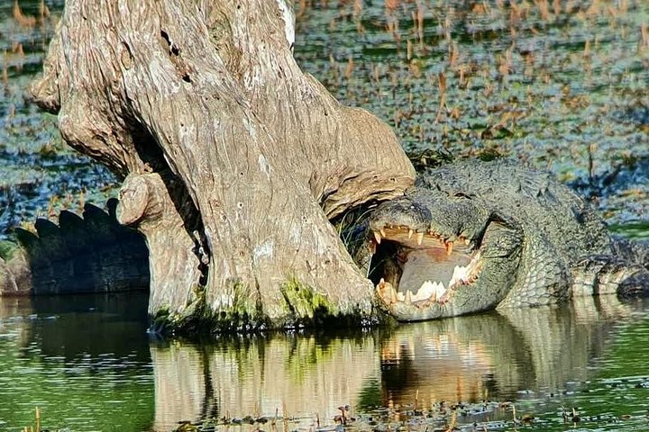 Excursões de Safari em Yala National Park a partir de Hambantota Port