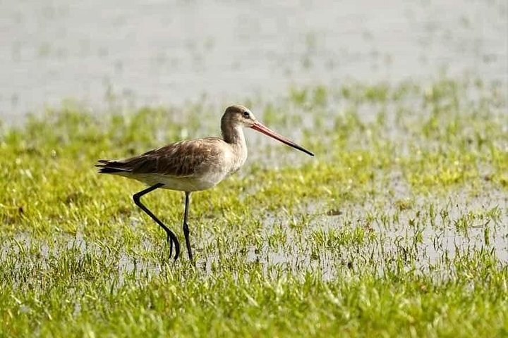 Excursões de Safari em Yala National Park a partir de Hambantota Port