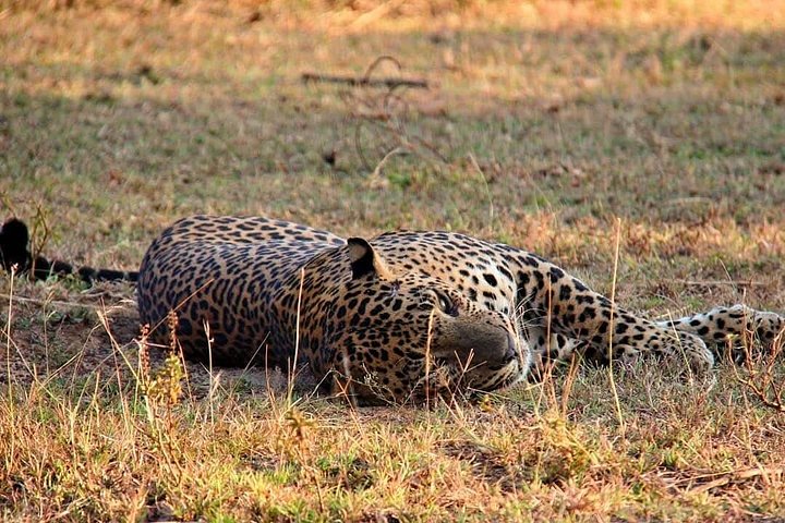 Excursões de Safari em Yala National Park a partir de Hambantota Port