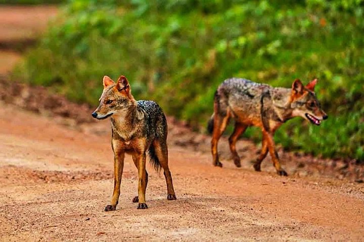 Excursões de Safari em Yala National Park a partir de Hambantota Port