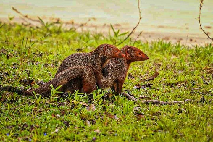 Excursões de Safari em Yala National Park a partir de Hambantota Port