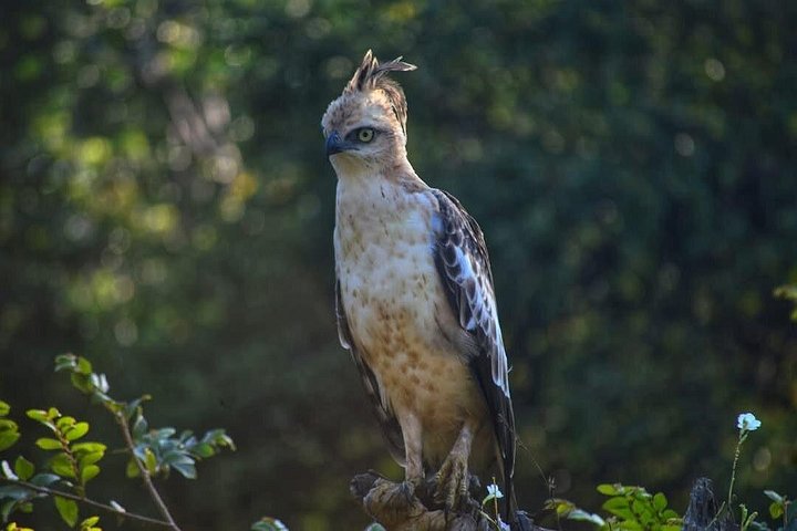 Excursões de Safari em Yala National Park a partir de Hambantota Port