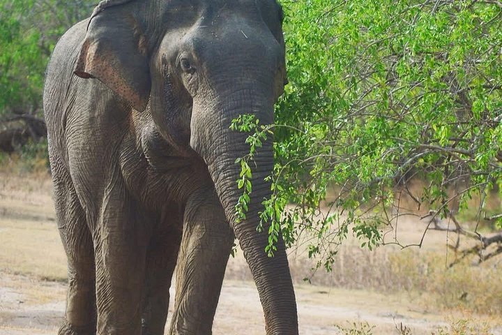 Excursões de Safari em Yala National Park a partir de Hambantota Port