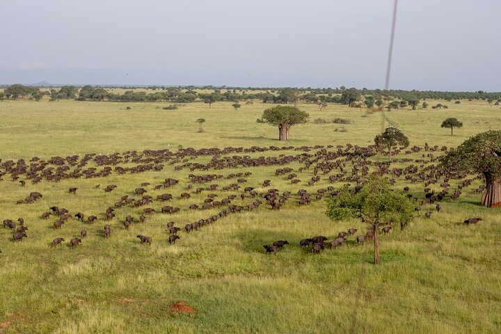 Balão Safari & Bush Café da manhã em Tarangire - experiência milagrosa