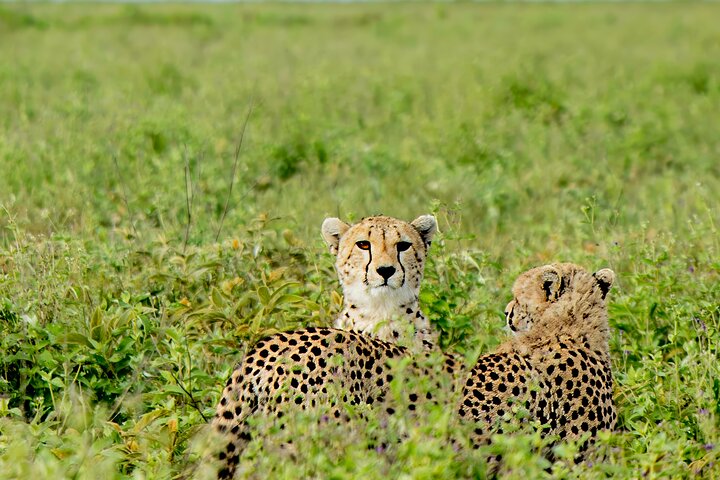 Balão Safari & Bush Café da manhã em Tarangire - experiência milagrosa