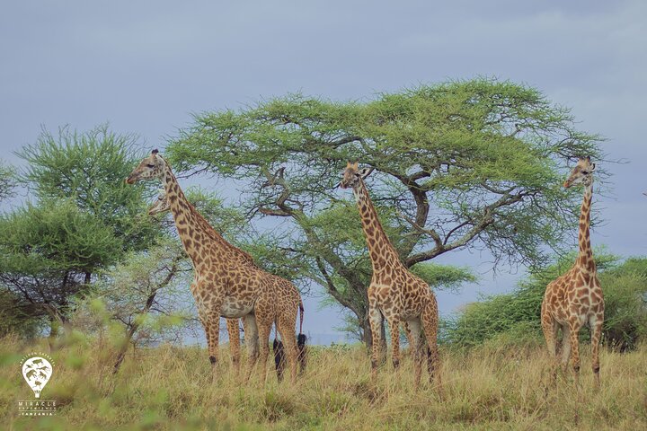 Balão Safari & Bush Café da manhã em Tarangire - experiência milagrosa