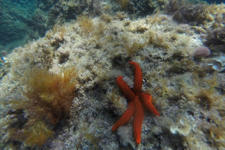 Kajak- und Schnorcheltour an der Costa Brava. Sant Feliu de Guíxols