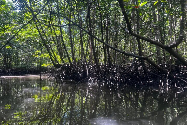 Tour delle mangrovie in kayak a Ko Lanta con pranzo