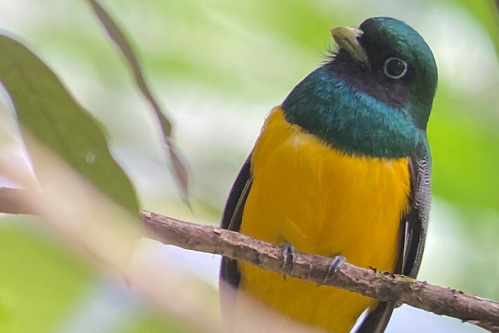 Udforsk Panama-kanalen og Gatun-søen med Rainforest Jungle Walk