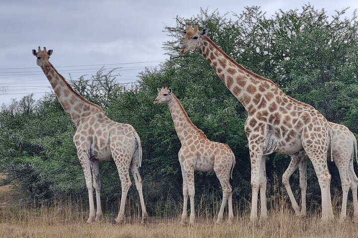 Réserve de chasse Schotia d'une journée et promenade des girafes (véhicule 4x4 ouvert)